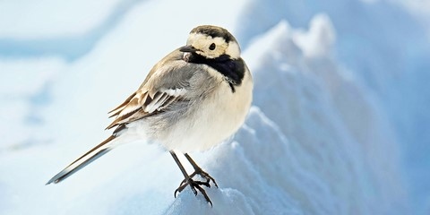 Bergeronnette Bergeronnette