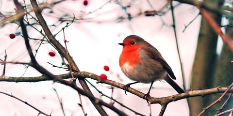 Rouge-gorge Rouge-Gorge