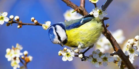 Mésange bleue Mésange Bleue