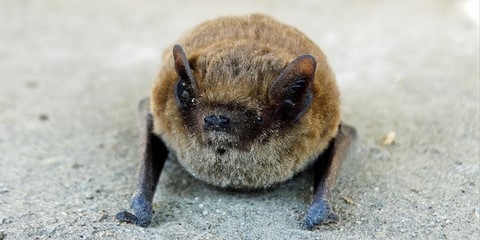 Pipistrelle